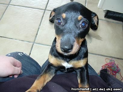 Jack-Russell-Terrier Hunde Foto 3766 Jack-Russell-Terrier Das ist Peppi (9 Wochen jung)