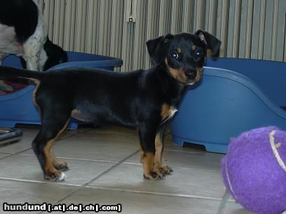 Jack-Russell-Terrier Hunde Foto 3767 Jack-Russell-Terrier Das ist Peppi (9 Wochen jung)