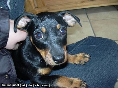 Jack-Russell-Terrier Das ist Peppi (9 Wochen jung)