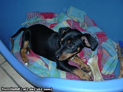 Jack-Russell-Terrier Hunde Foto 3764 Jack-Russell-Terrier Das ist Peppi (9 Wochen jung)