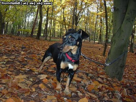 Jack-Russell-Terrier Hunde Foto 8153 Jack-Russell-Terrier