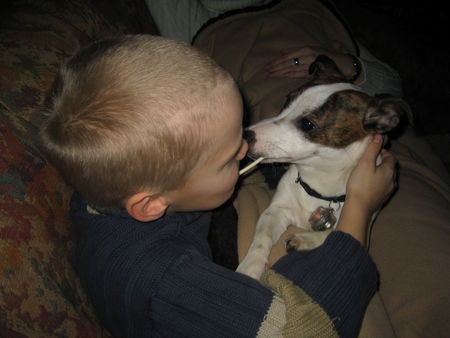Jack-Russell-Terrier Hunde Foto 36562 in höherer Auflösung ansehen Jack-Russell-Terrier Biene und Peter. Wer lutscht hier den Lolli ?