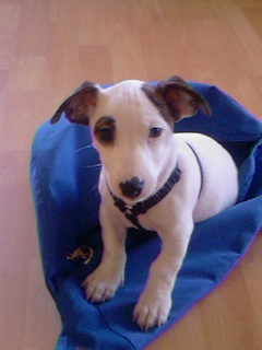 Jack-Russell-Terrier Spiky als Welpe