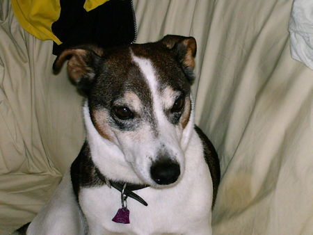 Jack-Russell-Terrier Hunde Foto 38575 Jack-Russell-Terrier Benny der Stolze