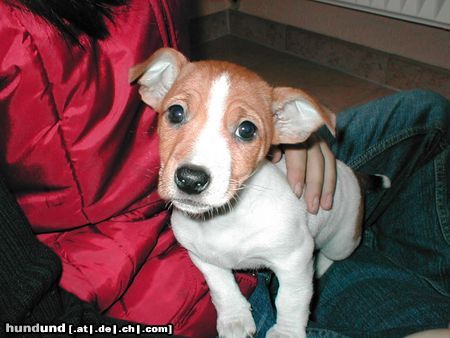 Jack-Russell-Terrier Hunde Foto 19859 Jack-Russell-Terrier das is meine süe Piper