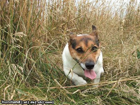 Jack-Russell-Terrier Hunde Foto 23348 in höherer Auflösung ansehen Jack-Russell-Terrier
