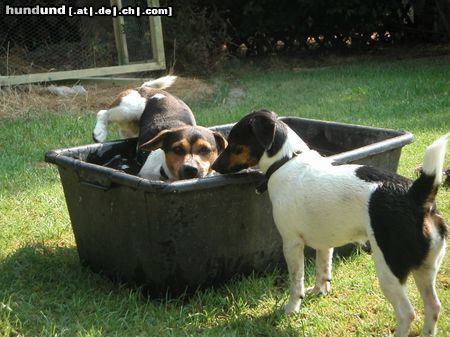 Jack-Russell-Terrier Hunde Foto 6234 Jack-Russell-Terrier Die Frisbeespieler