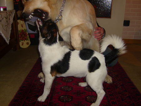 Jack-Russell-Terrier Hunde Foto 39114 Jack-Russell-Terrier Rübe mit Mira
