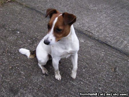 Jack-Russell-Terrier Hunde Foto 21352 in höherer Auflösung ansehen Jack-Russell-Terrier Guck' mal, mir kann keiner widerstehen ...