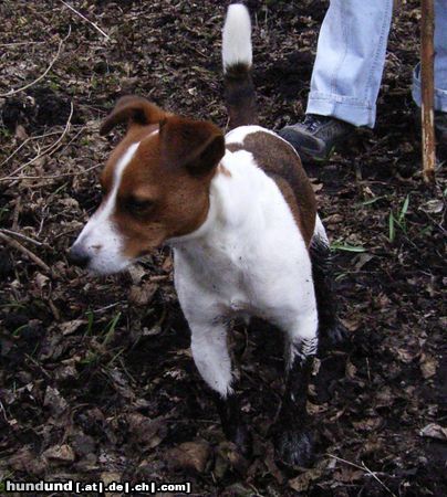Jack-Russell-Terrier Hunde Foto 21554 in höherer Auflösung ansehen Jack-Russell-Terrier Matsche - Matsche - Matsche ... mehr davon!!!