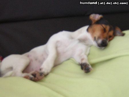 Jack-Russell-Terrier Hunde Foto 20967 in höherer Auflösung ansehen Jack-Russell-Terrier