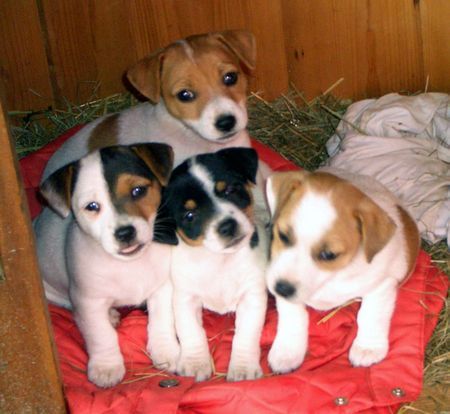 Jack-Russell-Terrier Hunde Foto 39609 in höherer Auflösung ansehen Jack-Russell-Terrier die vier Racker!