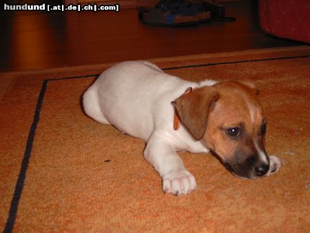 Jack-Russell-Terrier Hunde Foto 7699 Jack-Russell-Terrier Das ist