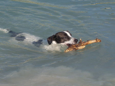 Jack-Russell-Terrier Angst vor Wasser? Die Zeiten sind vorbei...