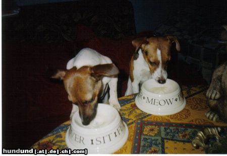 Jack-Russell-Terrier Hunde Foto 17456 Jack-Russell-Terrier Hmmmmmmmm,lecker Pudding!!!!!!!!!!!!