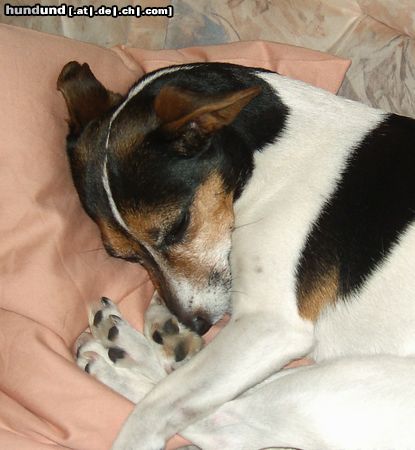 Jack-Russell-Terrier Hunde Foto 22321 in höherer Auflösung ansehen Jack-Russell-Terrier Das