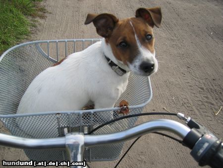 Jack-Russell-Terrier Hunde Foto 9604 Jack-Russell-Terrier