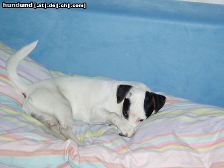 Jack-Russell-Terrier Hunde Foto 12653 Jack-Russell-Terrier ...ich war das nicht...