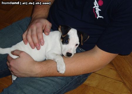 Jack-Russell-Terrier Hunde Foto 11233 Jack-Russell-Terrier ...kleiner Angsthase...