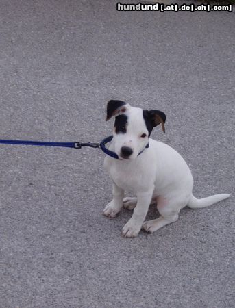 Jack-Russell-Terrier Hunde Foto 12651 Jack-Russell-Terrier ...ich will nicht!! Zuerst das Foto...