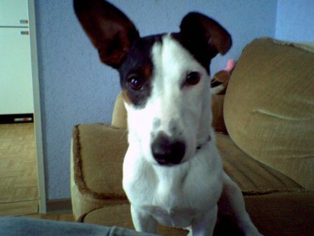 Jack-Russell-Terrier Hunde Foto 26898 in höherer Auflösung ansehen Jack-Russell-Terrier Mein Snoopy!!!!