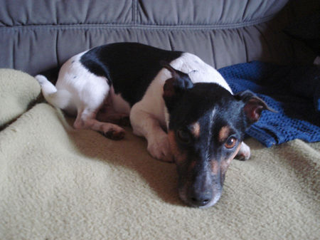 Jack-Russell-Terrier Hunde Foto 34161 Jack-Russell-Terrier schön weich hier...