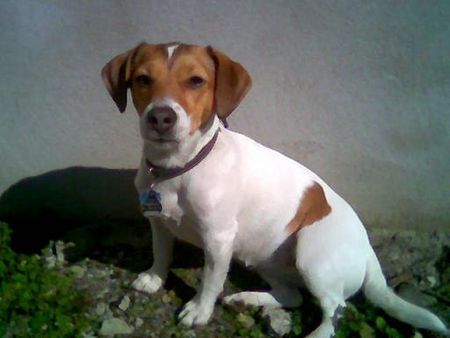 Jack-Russell-Terrier Hunde Foto 28303 in höherer Auflösung ansehen Jack-Russell-Terrier sonnenbaden
