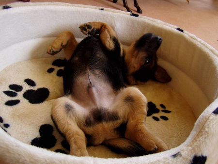 Jack-Russell-Terrier Hunde Foto 29303 Jack-Russell-Terrier spielen macht sooo viel Spaß