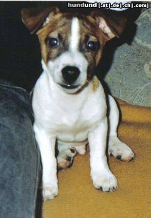 Jack-Russell-Terrier Hunde Foto 18297 Jack-Russell-Terrier Spike 3 Monate