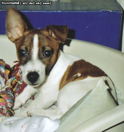 Jack-Russell-Terrier Hunde Foto 18298 Jack-Russell-Terrier Spike 3 Monate
