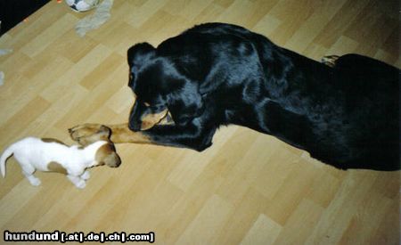 Jack-Russell-Terrier Hunde Foto 18296 Jack-Russell-Terrier Spike 2 Monate und Dino 6 Monate