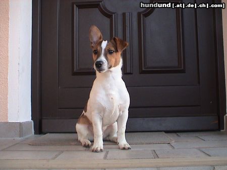 Jack-Russell-Terrier Hunde Foto 17936 in höherer Auflösung ansehen Jack-Russell-Terrier unsrer stolzer Nico (5 Monate)