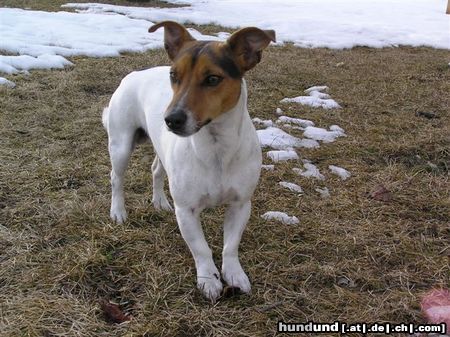Jack-Russell-Terrier Hunde Foto 19789 in höherer Auflösung ansehen Jack-Russell-Terrier Sunny