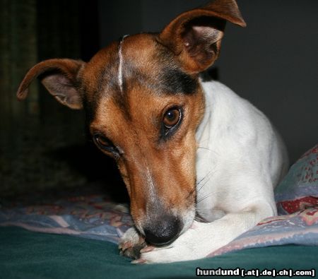 Jack-Russell-Terrier Hunde Foto 22144 in höherer Auflösung ansehen Jack-Russell-Terrier