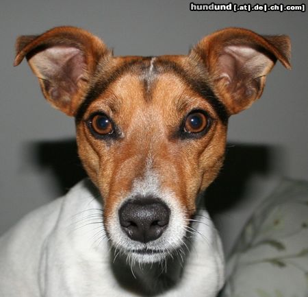 Jack-Russell-Terrier Hunde Foto 22146 in höherer Auflösung ansehen Jack-Russell-Terrier Sunny