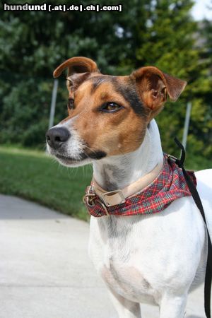 Jack-Russell-Terrier Hunde Foto 25186 in höherer Auflösung ansehen Jack-Russell-Terrier bald beginnt wieder die Schule