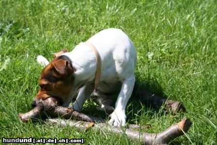 Jack-Russell-Terrier Hunde Foto 25187 in höherer Auflösung ansehen Jack-Russell-Terrier zum Nachtisch ein kleines Hölzchen