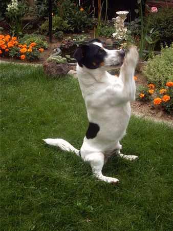 Jack-Russell-Terrier Hunde Foto 28671 Jack-Russell-Terrier Unser Akrobat