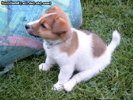 Jack-Russell-Terrier Hunde Foto 8438 Jack-Russell-Terrier Tessi