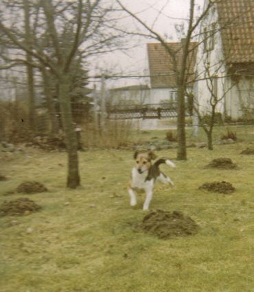 Jack-Russell-Terrier Hunde Foto 34112 in höherer Auflösung ansehen Jack-Russell-Terrier Waldi sah aus wie ein Jack Russel