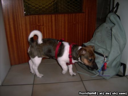Jack-Russell-Terrier Hunde Foto 23724 Jack-Russell-Terrier Lecker Rucksack
