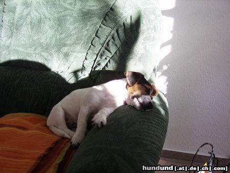 Jack-Russell-Terrier Hunde Foto 22572 in höherer Auflösung ansehen Jack-Russell-Terrier