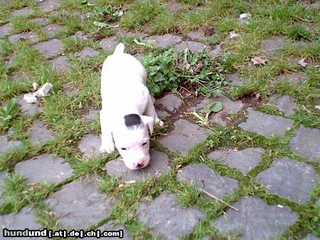 Jack-Russell-Terrier Hunde Foto 22083 in höherer Auflösung ansehen Jack-Russell-Terrier Huhu drei wochen alt,aber ich bin fast schon ein jadtterrier