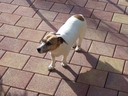 Jack-Russell-Terrier Hunde Foto 34431 Jack-Russell-Terrier Cherry 15 Jahre alt