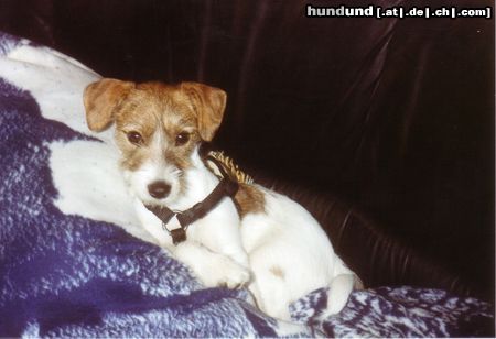 Jack-Russell-Terrier Hunde Foto 17299 Jack-Russell-Terrier Da kuschele ich mich doch lieber in die Decke !!!
