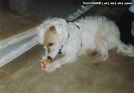 Jack-Russell-Terrier Hunde Foto 16685 Jack-Russell-Terrier Das war Weihnachten 2003,was gibt es wohl dieses Jahr?