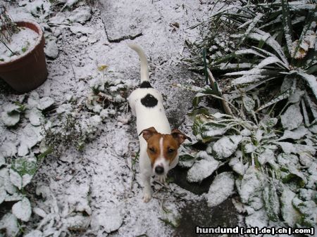 Jack-Russell-Terrier Hunde Foto 17774 Jack-Russell-Terrier Ich liebe Schnee!