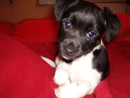 Jack-Russell-Terrier Hunde Foto 32984 Jack-Russell-Terrier Lia verträumt