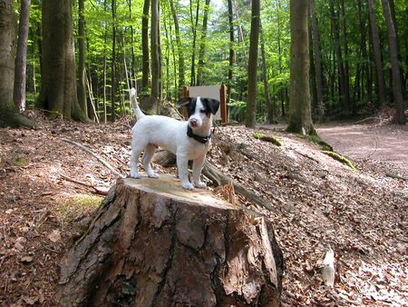 Jack-Russell-Terrier Unser 