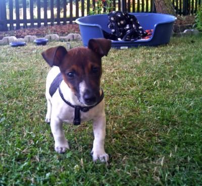 Jack-Russell-Terrier Hunde Foto 41135 in höherer Auflösung ansehen Jack-Russell-Terrier Jack-Russell Hündin als Welpe. ca. 6 Monate alt
